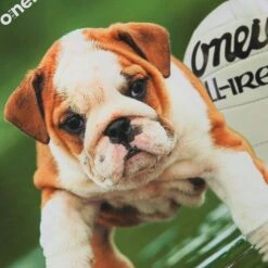 Women's Rained Off Ploughing Championships Jersey -CASTOR Clothing Shop rained off show jersey wmns 3