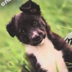 Men's Melan Collie Ploughing Championships Jersey -CASTOR Clothing Shop show j01 3 gen dgmela kids p4