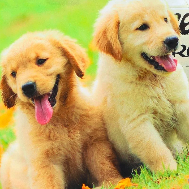 Men's Pawsitivity Ploughing Championships Jersey 5 Men's Pawsitivity Ploughing Championships Jersey - Image 3