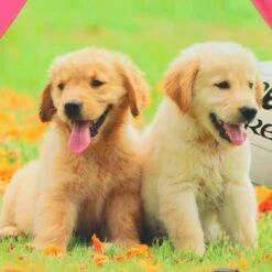 Women's Pawsitivity Ploughing Championships Jersey -CASTOR Clothing Shop show j01 3 gen gnpkxx kids p6