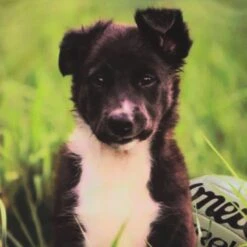 Women's Melan Collie Ploughing Championships Jersey 11 Women's Melan Collie Ploughing Championships Jersey -CASTOR Clothing Shop show j01 3 gen pkmela kids p4 1