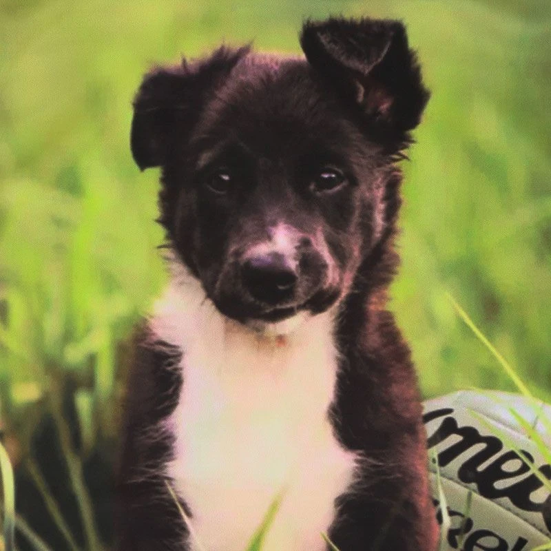 Women's Melan Collie Ploughing Championships Jersey 6 Women's Melan Collie Ploughing Championships Jersey - Image 4