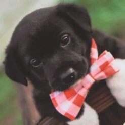 Kids' Ready To Pawty Ploughing Championships Jersey -CASTOR Clothing Shop show j01 3 gen pppawt kids p4