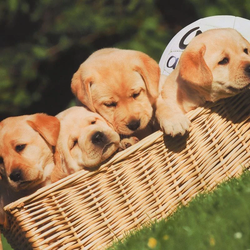 Kids' Golden Girls Ploughing Championships Jersey 5 Kids' Golden Girls Ploughing Championships Jersey - Image 3