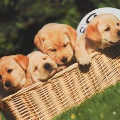 Women's Golden Girls Ploughing Championships Jersey 11 Women's Golden Girls Ploughing Championships Jersey -CASTOR Clothing Shop show jersey golden girls p3 1